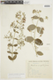 Banisteriopsis campestris image