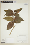 Banisteriopsis cornifolia image