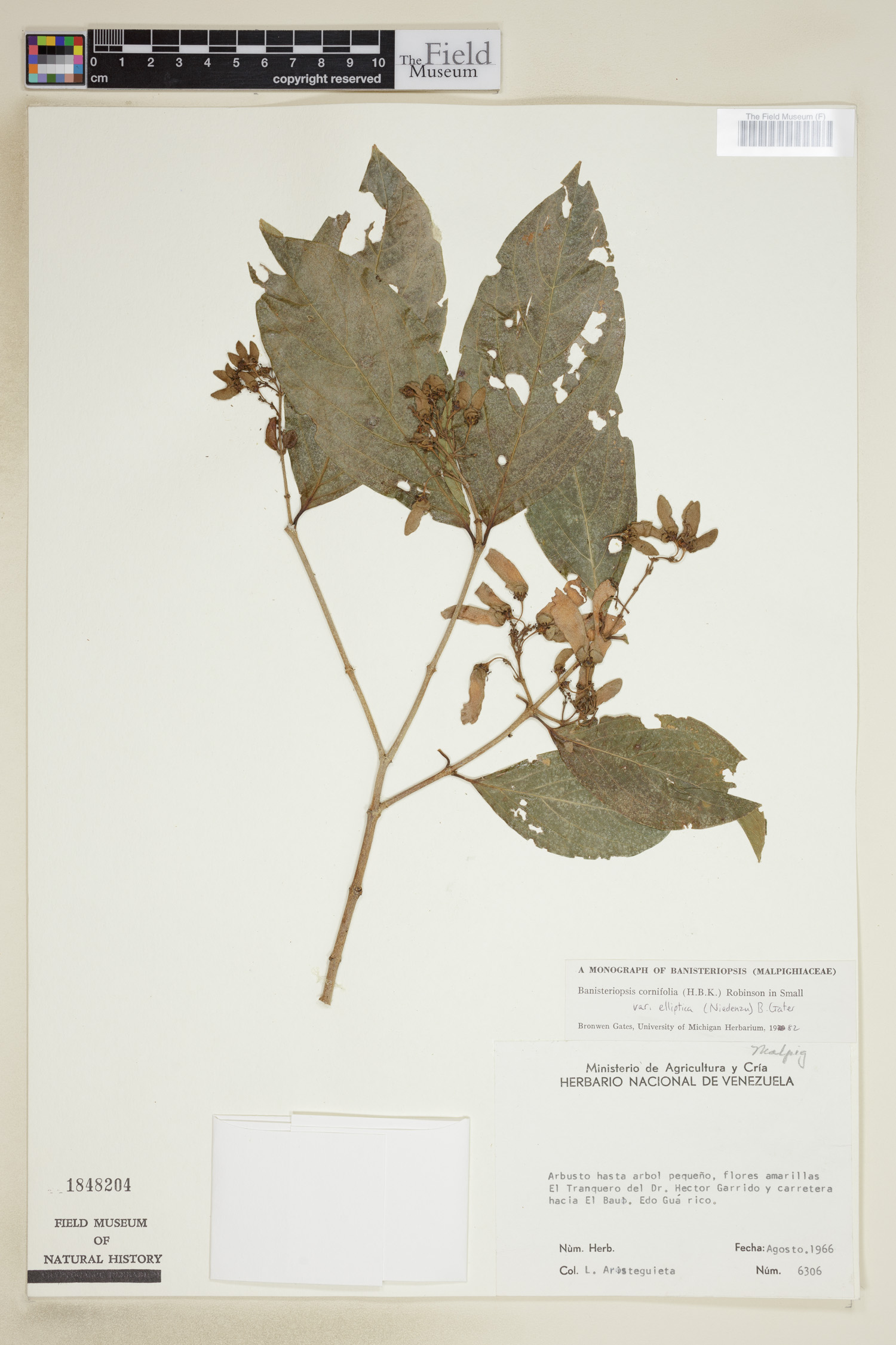 Bronwenia cornifolia var. maracaybensis image