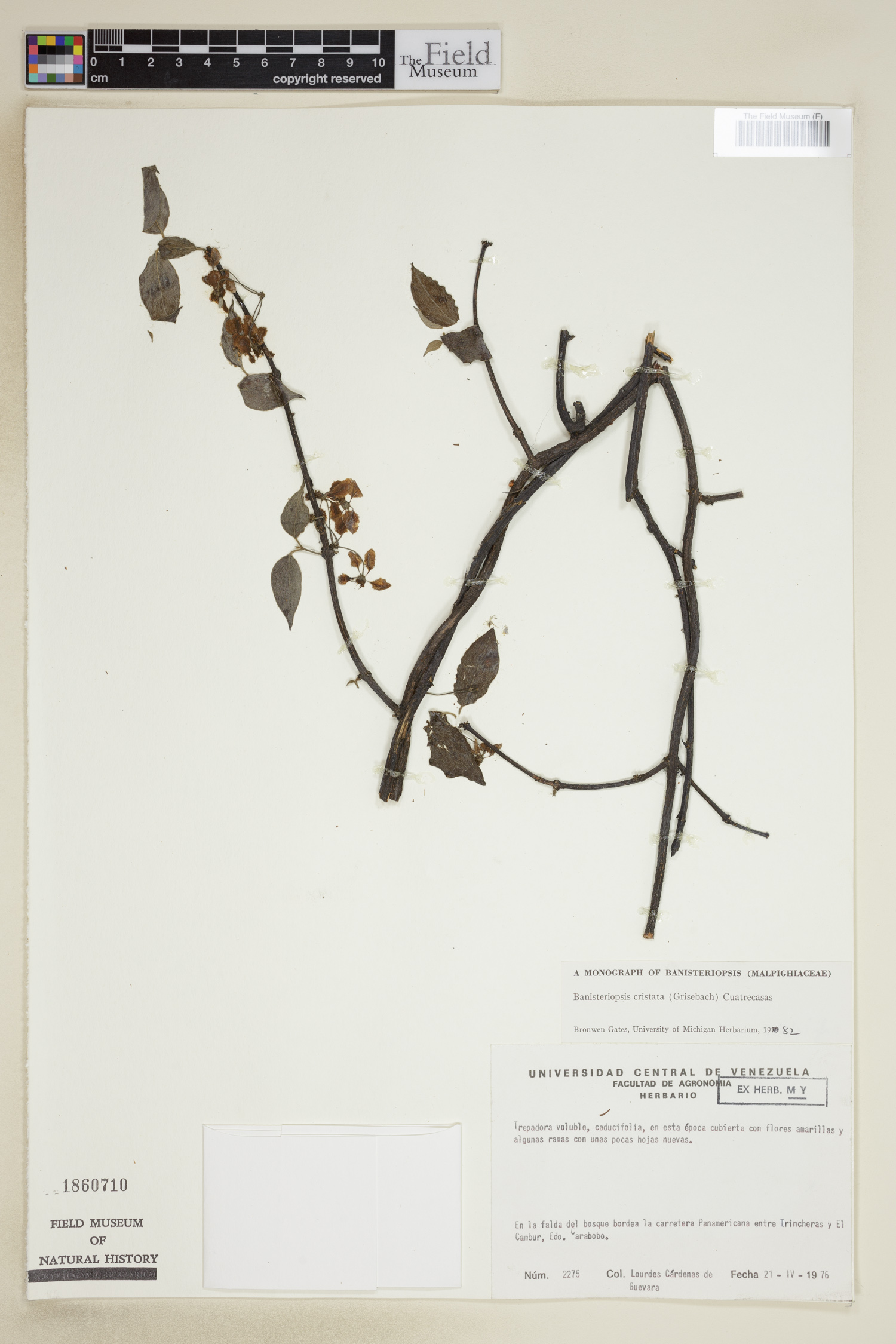 Banisteriopsis cristata image