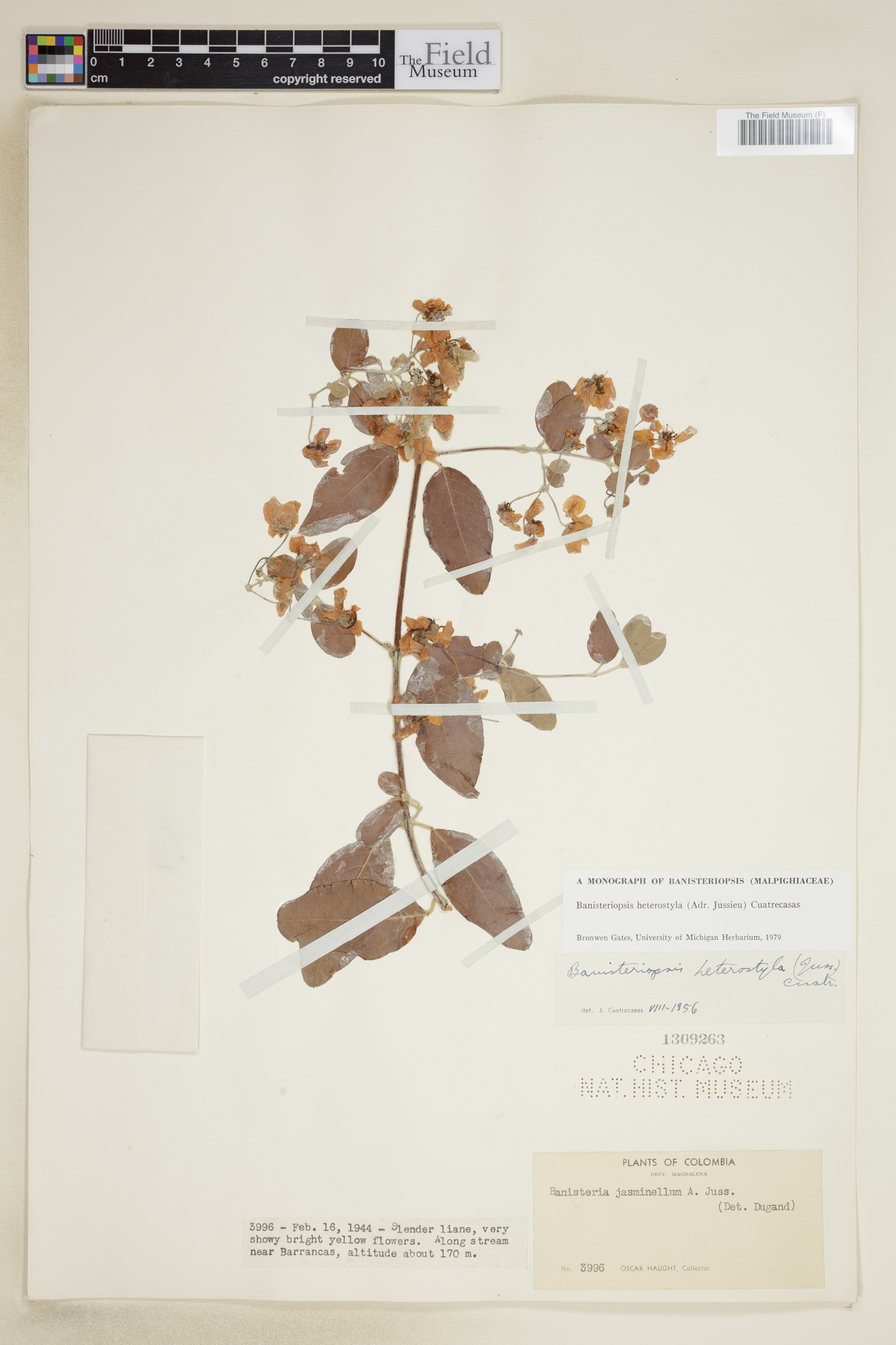 Banisteriopsis heterostyla image