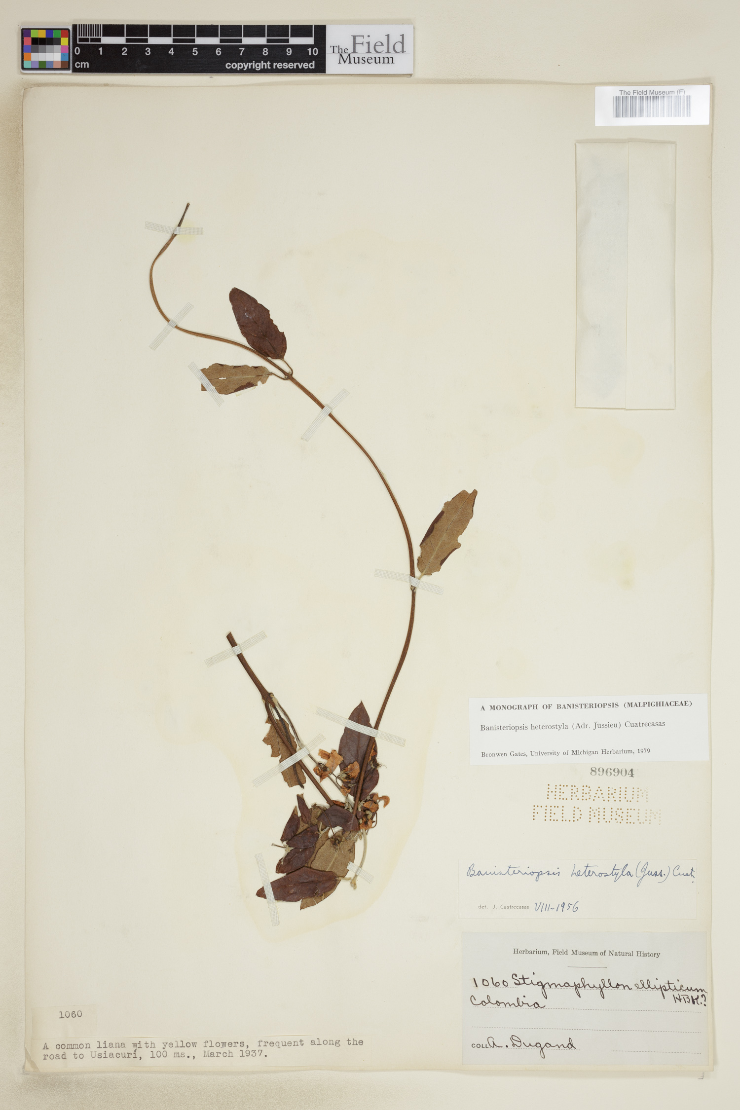 Banisteriopsis heterostyla image