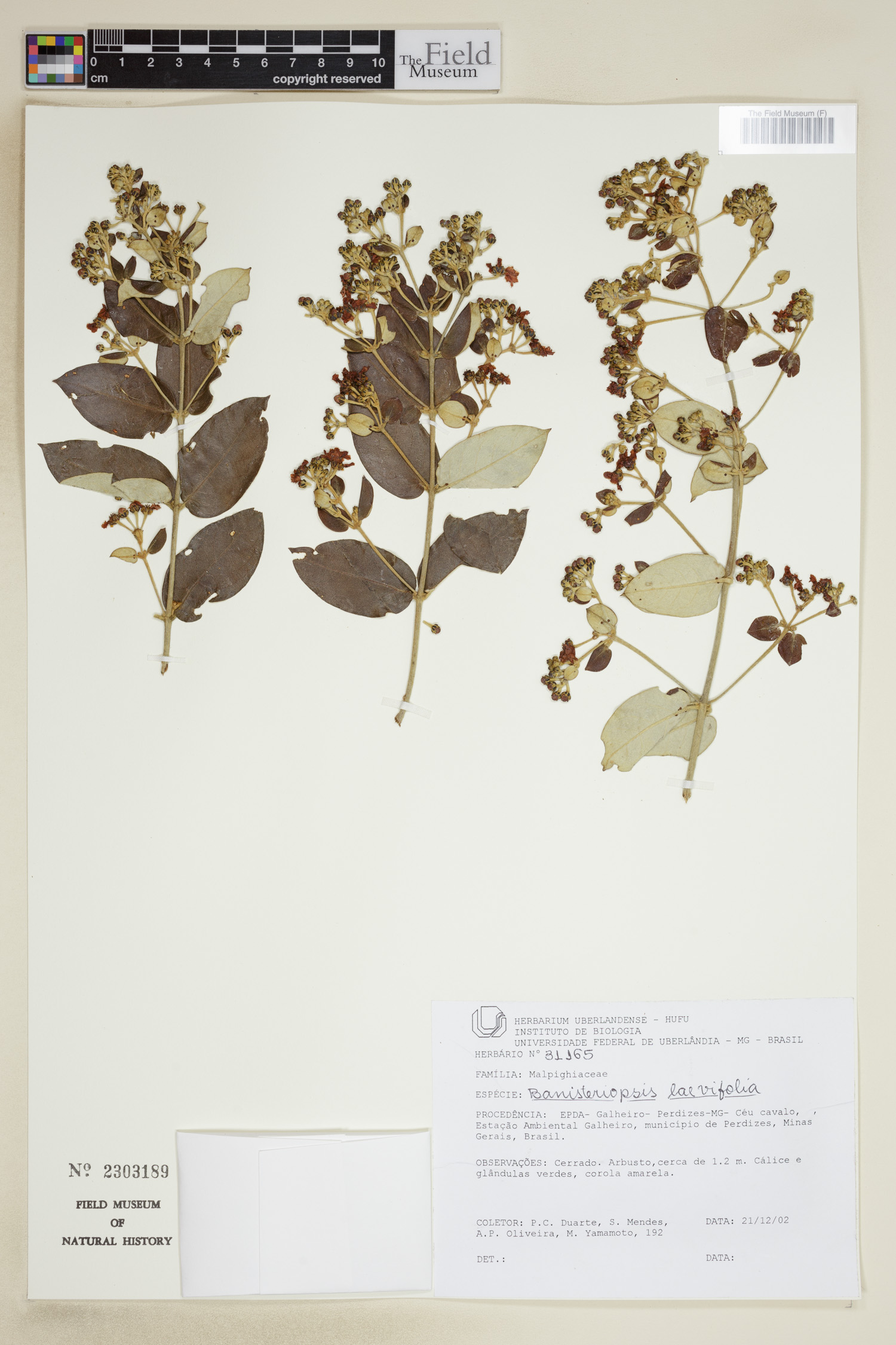 Banisteriopsis laevifolia image