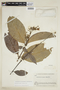 Banisteriopsis longialata image
