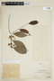 Banisteriopsis lucida image