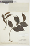Banisteriopsis lucida image