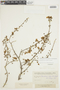 Banisteriopsis lutea image