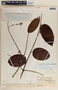 Banisteriopsis lutea image