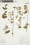 Banisteriopsis malifolia var. appressa image