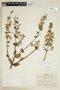 Banisteriopsis malifolia var. malifolia image