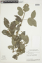 Banisteriopsis malifolia var. appressa image