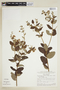 Banisteriopsis malifolia var. malifolia image
