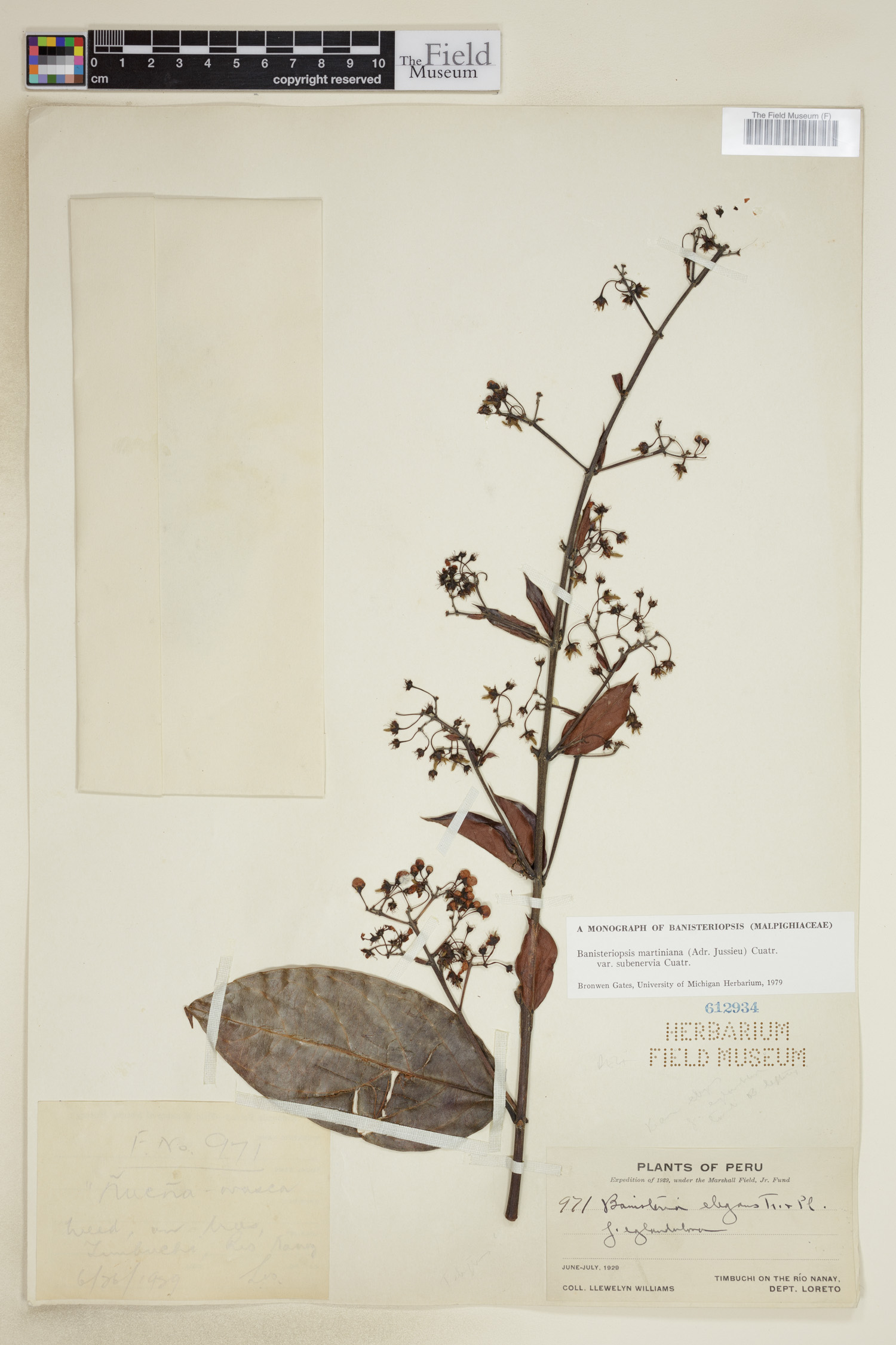 Banisteriopsis martiniana var. subenervia image