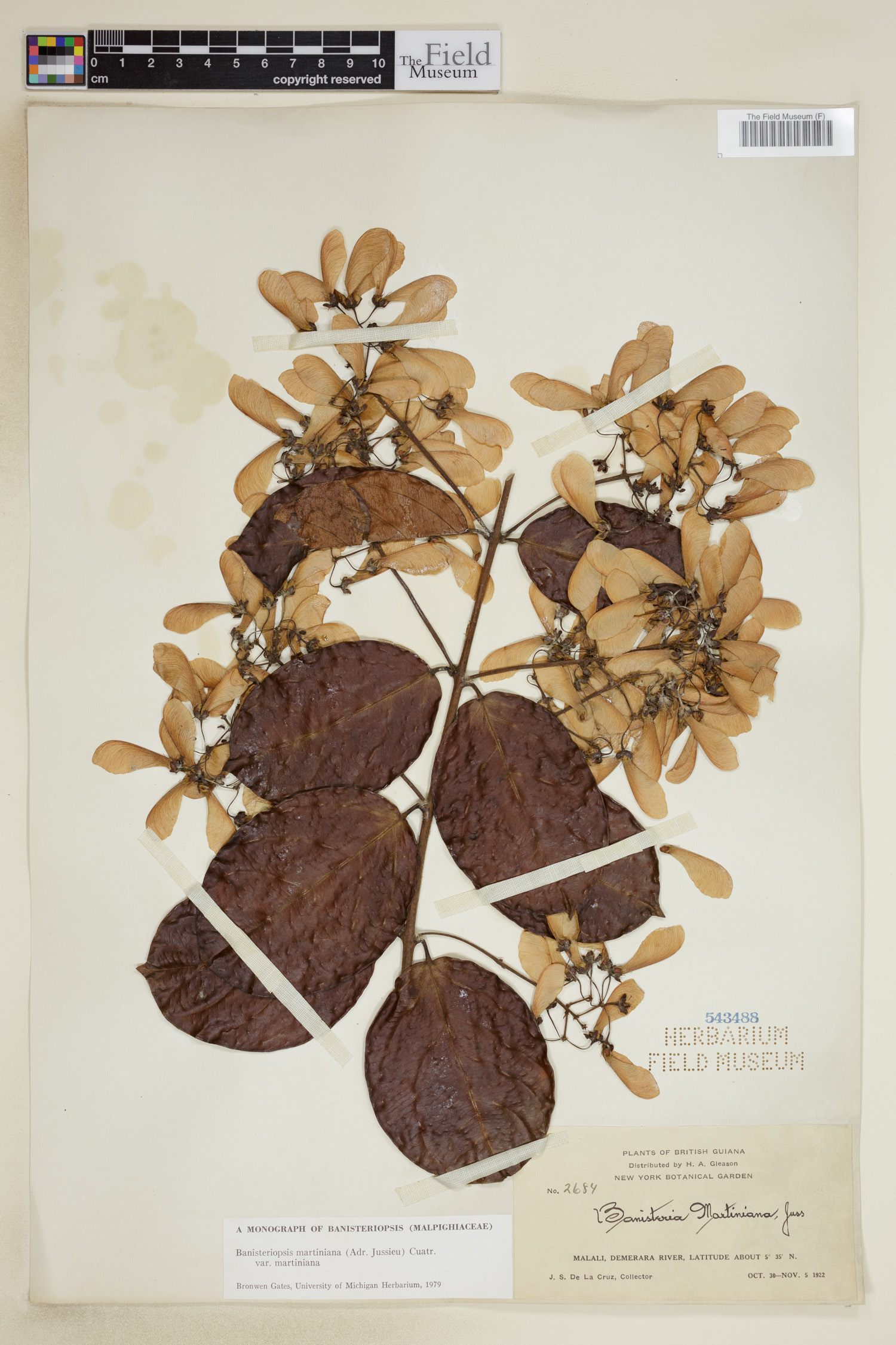Banisteriopsis martiniana image