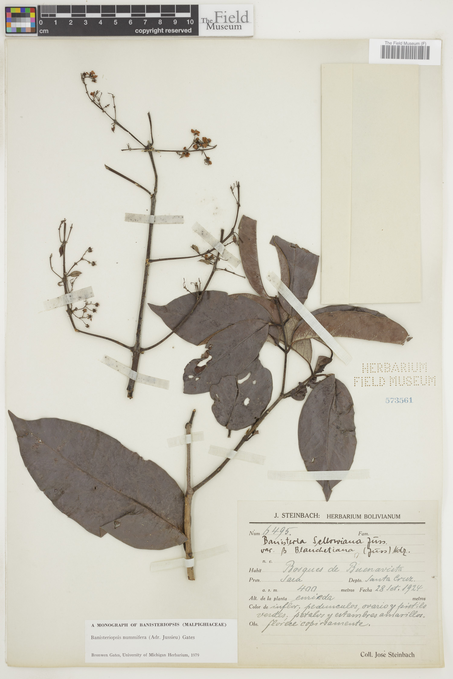 Banisteriopsis nummifera image