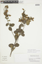 Banisteriopsis parvifolia image