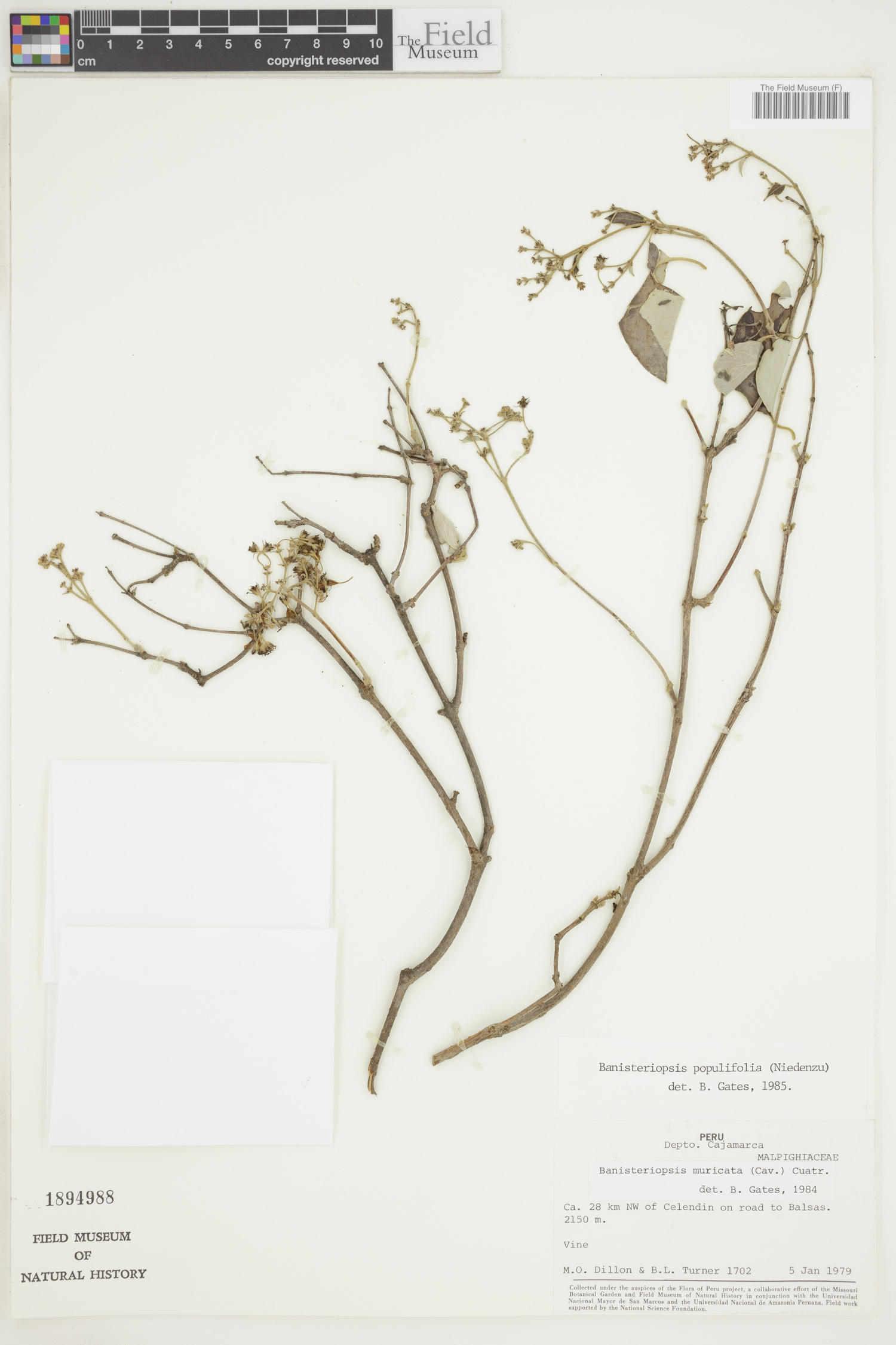 Banisteriopsis populifolia image