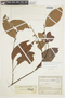 Banisteriopsis pubipetala image