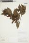 Banisteriopsis pubipetala image