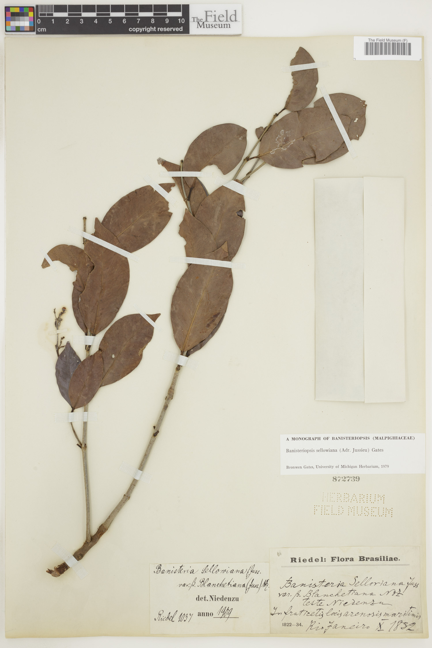 Banisteriopsis sellowiana image