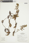 Banisteriopsis stellaris image