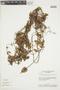 Banisteriopsis stellaris image