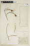 Bunchosia argentea image