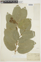 Bunchosia armeniaca image
