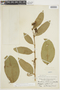 Bunchosia armeniaca image