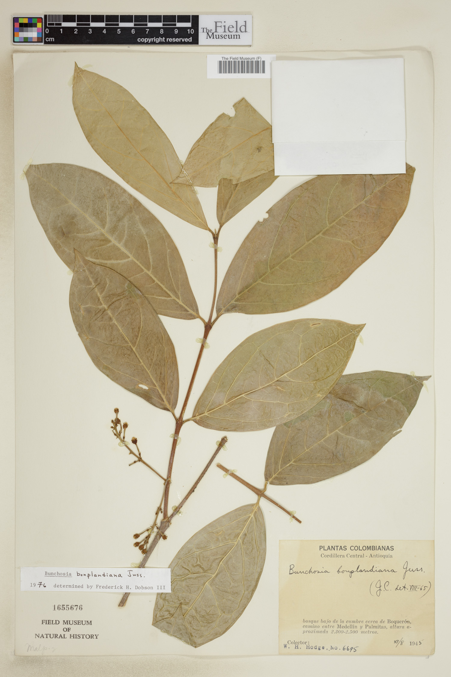 Bunchosia bonplandiana image