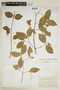 Bunchosia diphylla image