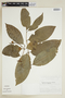 Bunchosia decussiflora image