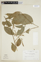 Bunchosia decussiflora image