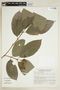 Bunchosia fluminensis image