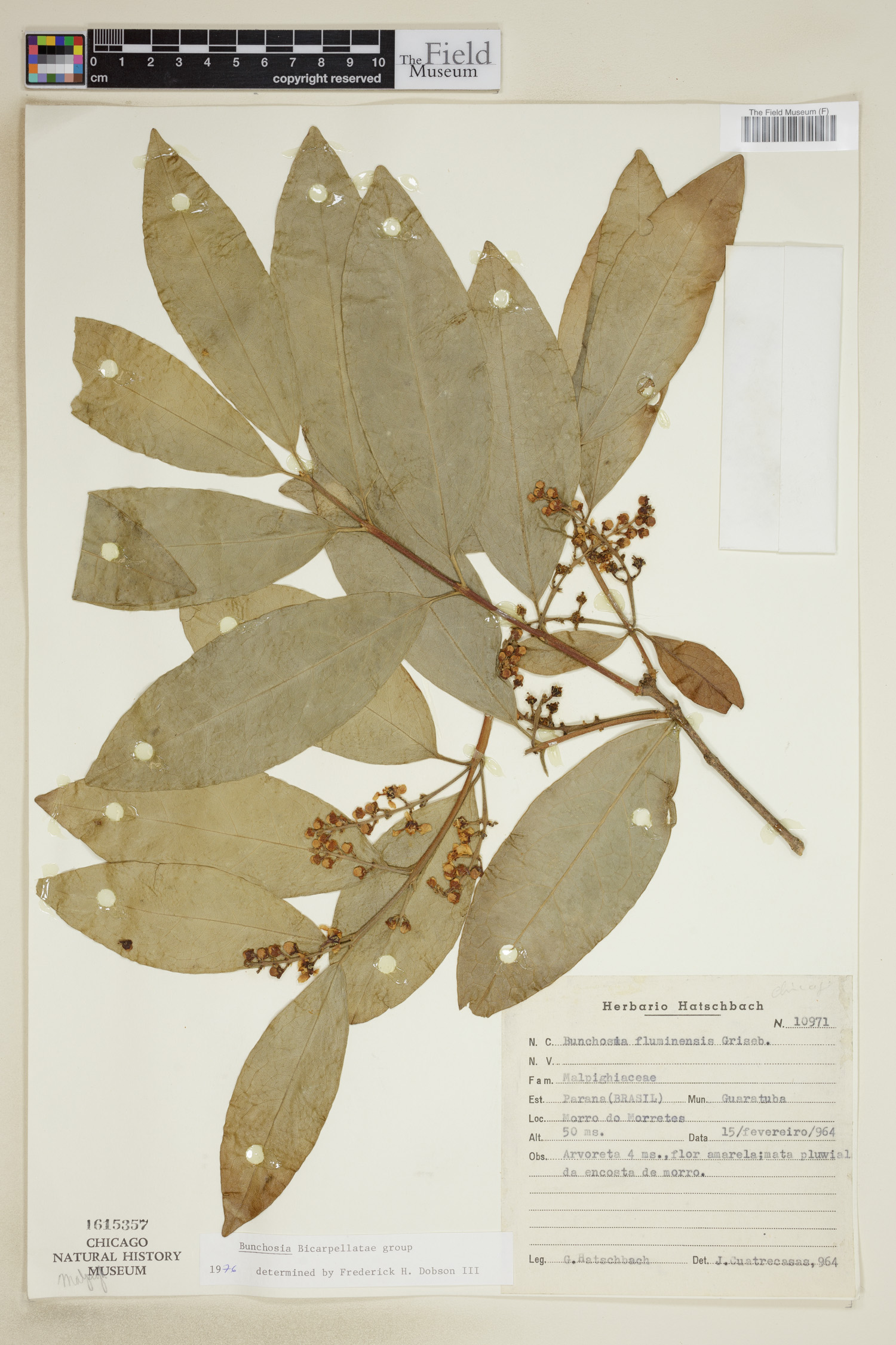 Bunchosia fluminensis image
