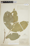 Bunchosia hookeriana image