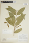 Bunchosia lanceolata image
