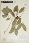 Bunchosia lanceolata image