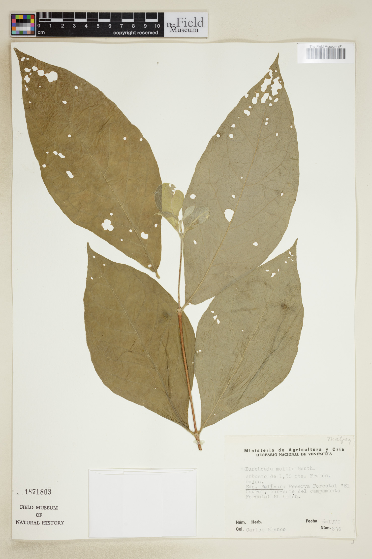 Bunchosia mollis image