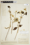 Bunchosia mollis image