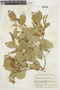 Bunchosia pallescens image