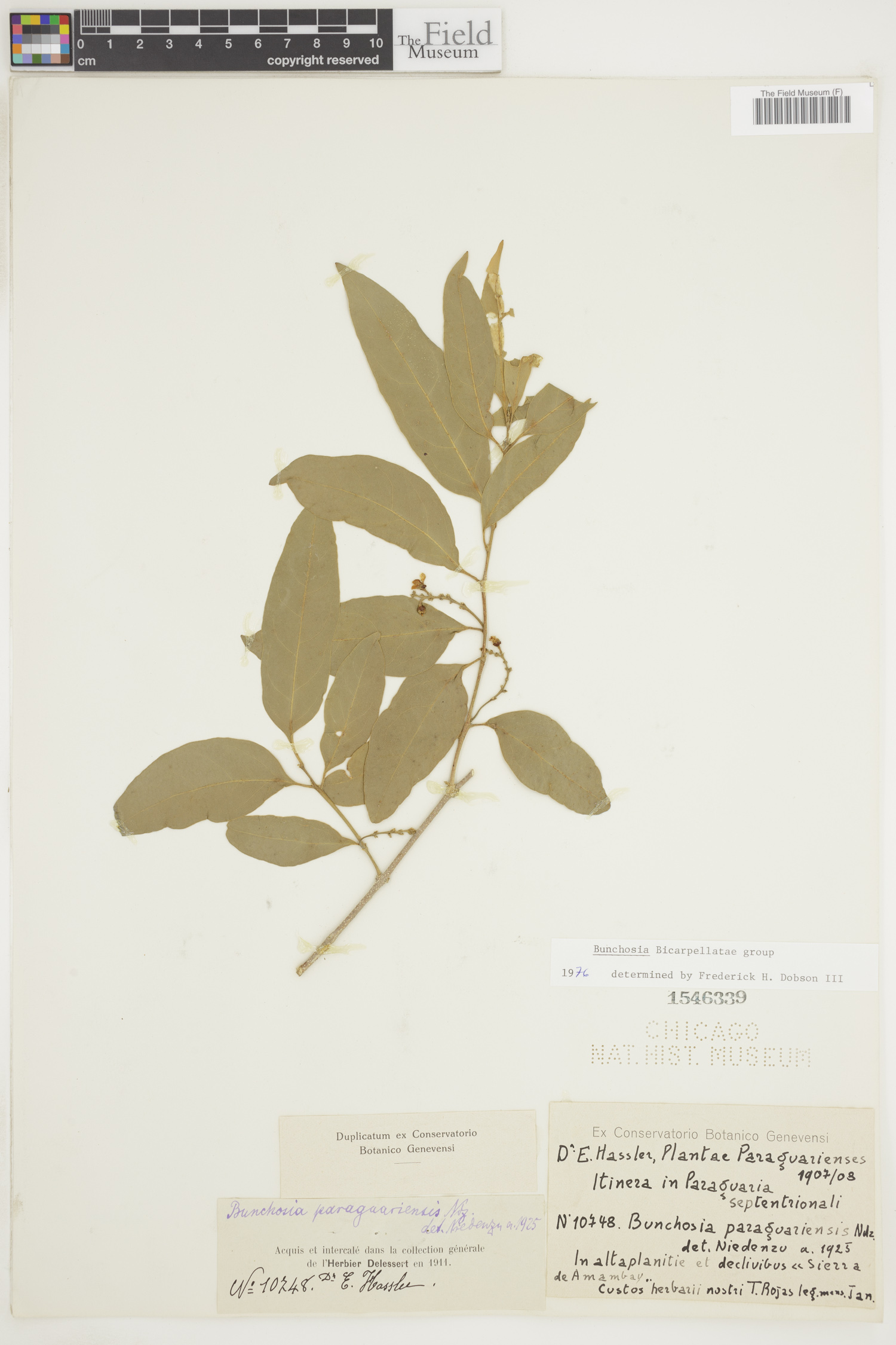 Bunchosia paraguariensis image