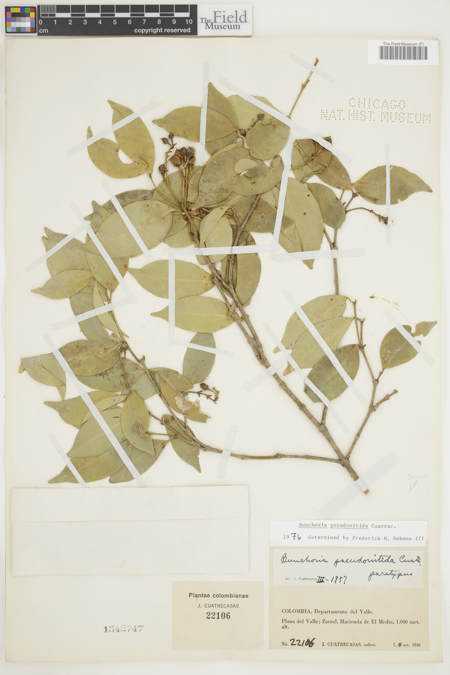 Bunchosia pseudonitida image