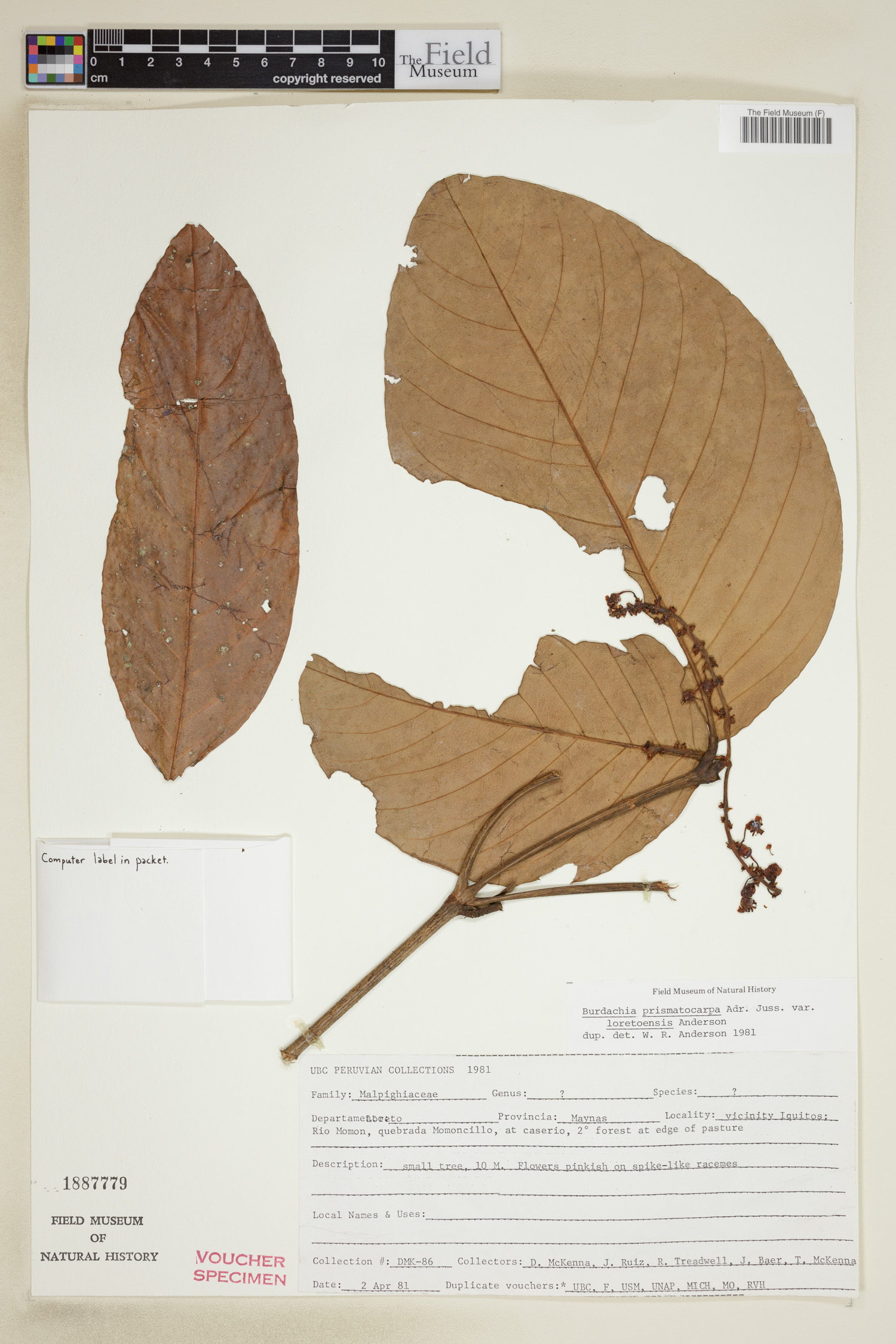 Burdachia prismatocarpa var. loretoensis image