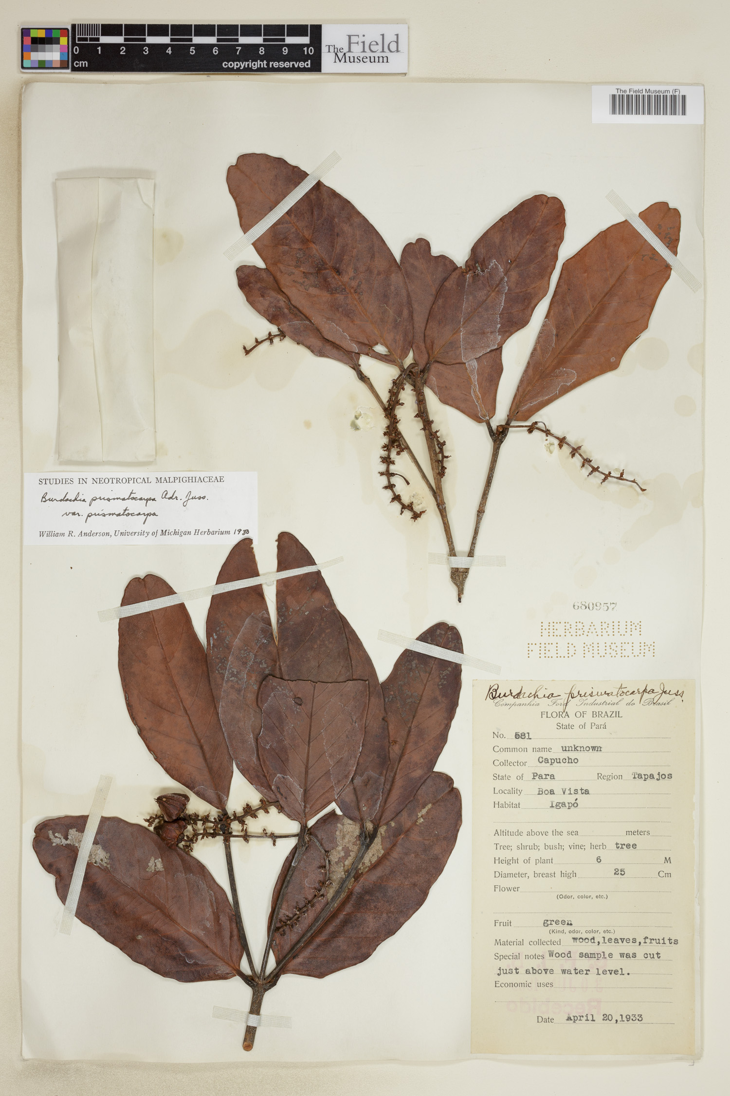 Burdachia prismatocarpa image