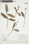 Blepharandra angustifolia image
