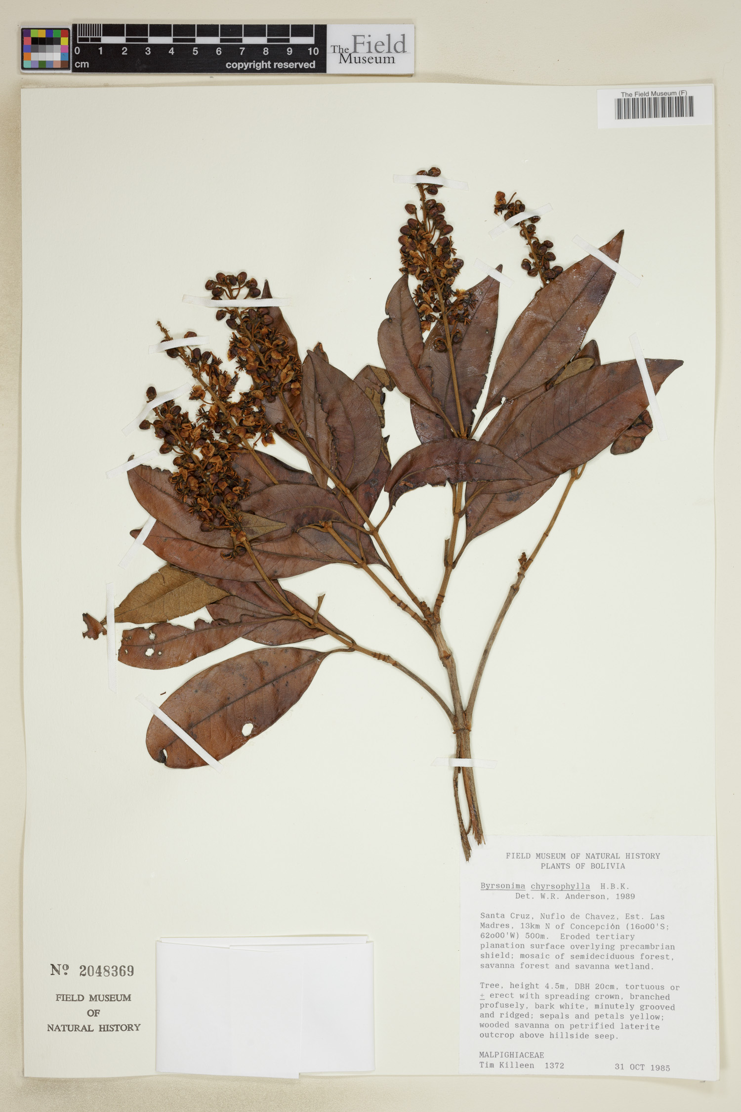 Byrsonima chrysophylla image