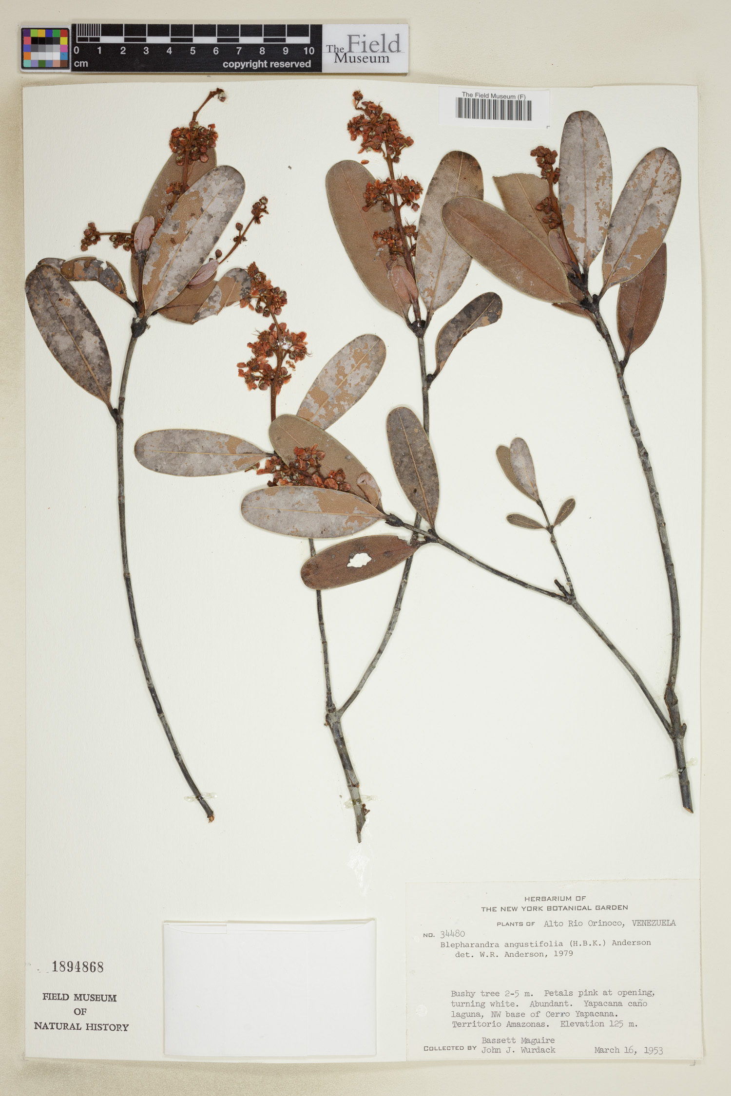 Blepharandra angustifolia image