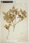 Bunchosia angustifolia image