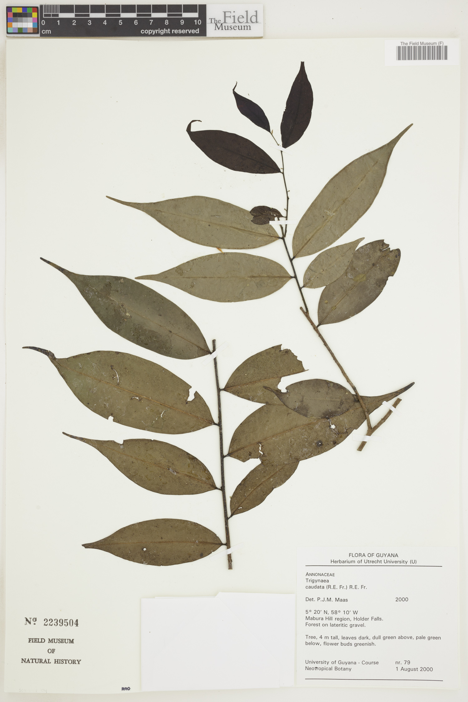 Trigynaea caudata image